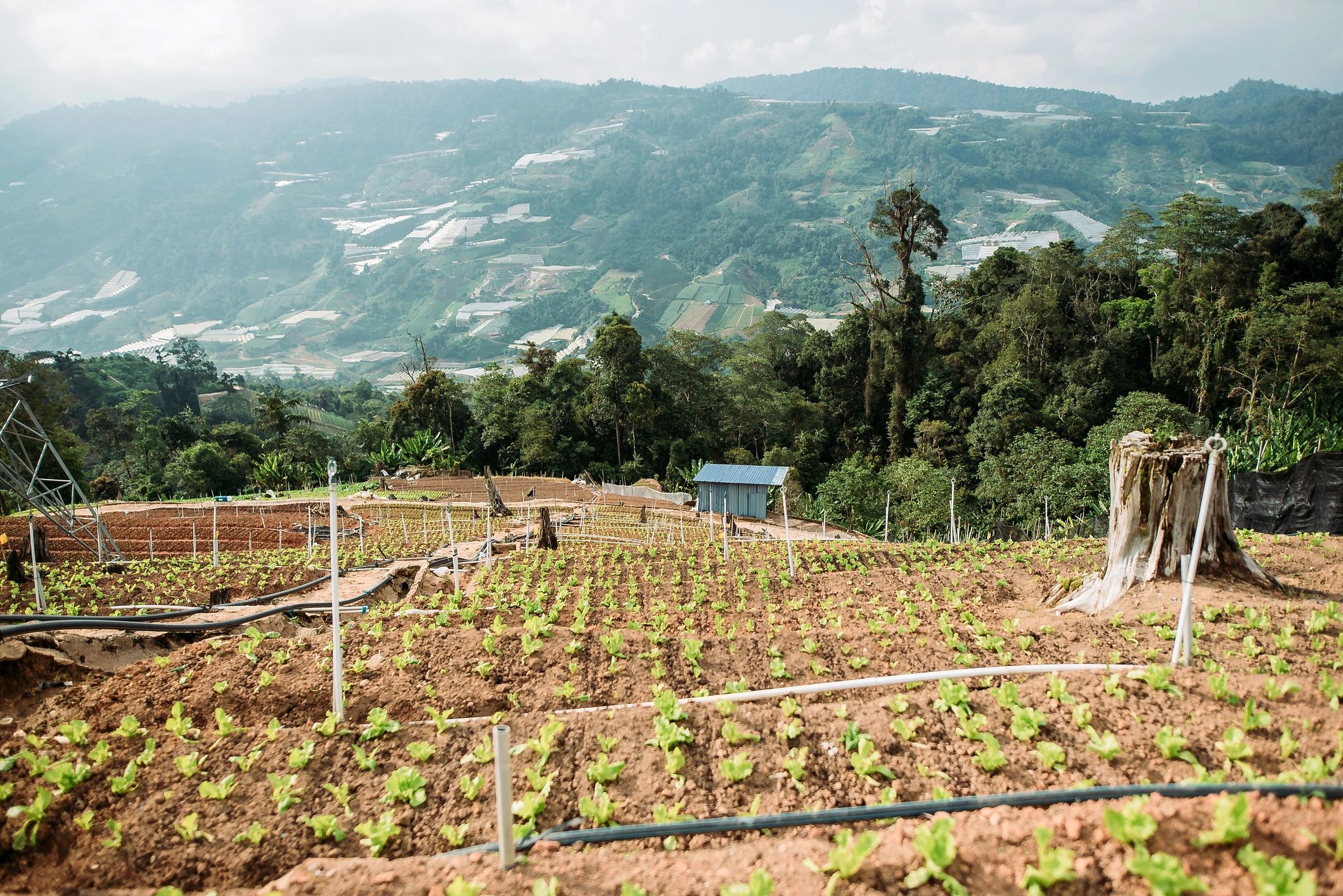 Wide agricultural landscape representing sustainable planning and growth