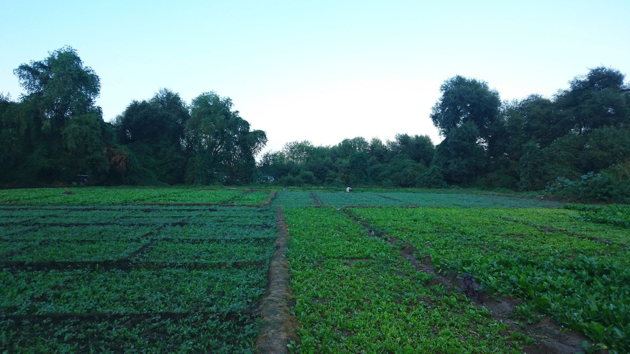 Cultivated agricultural field representing sustainable land management
